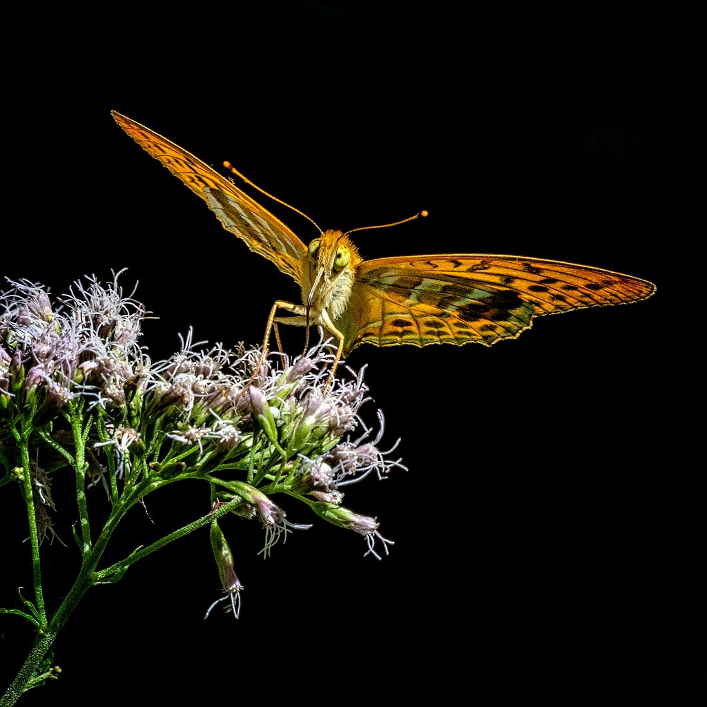 segnalato TIBERIO VAERIO 3_3_ Pafia su eupatorium.jpg
